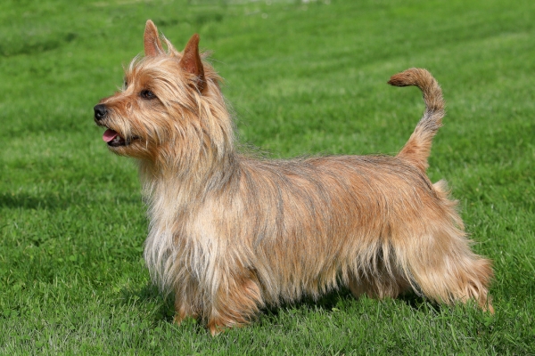 small hypoallergenic dog australian terrier.