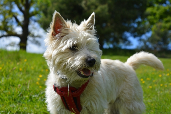 small hypoallergenic dog cairn terrier.