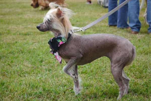 small hypoallergenic dog chinese crested.