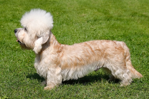 small hypoallergenic dog dandie dinmont terrier.