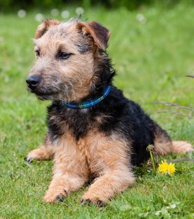 small hypoallergenic dog lakeland terrier.