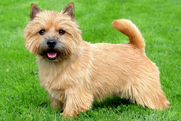 small hypoallergenic dog norwich terrier.