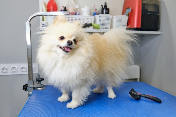 best dog grooming table.