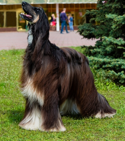 large hypoallergenic dog afghan hound.