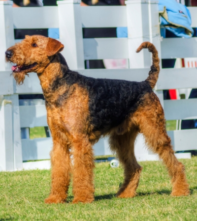 large hypoallergenic dog airedale terrier.