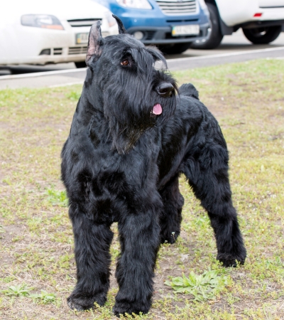 large hypoallergenic dog giant schnauzer.