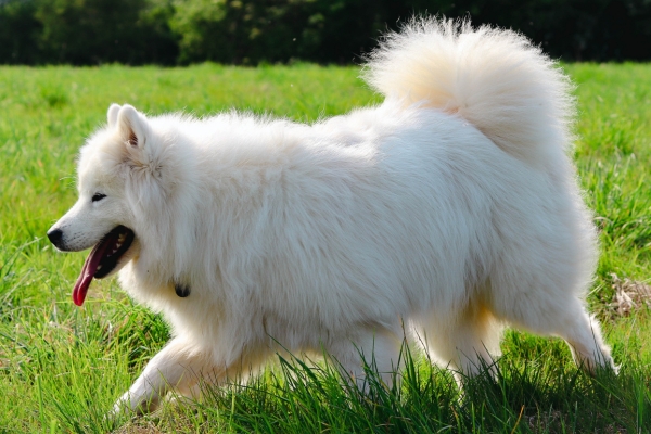 large hypoallergenic dog samoyed.