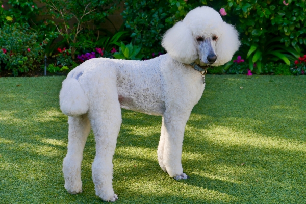 large hypoallergenic dog standard poodle.