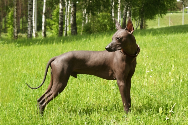 large hypoallergenic dog standard xoloitzcuintli.
