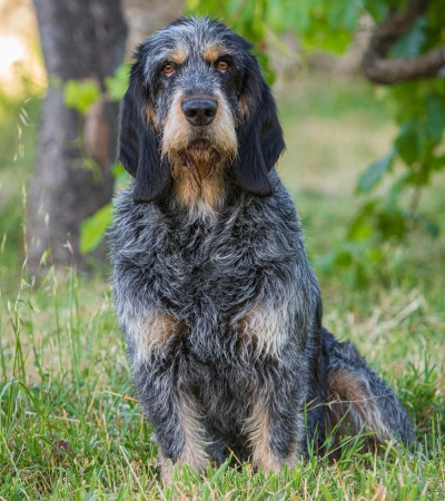 large hypoallergenic dog wirehaired pointing griffon.
