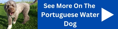 See More On The Portuguese Water Dog.