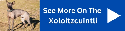 See More On The Xoloitzcuintli Dog.