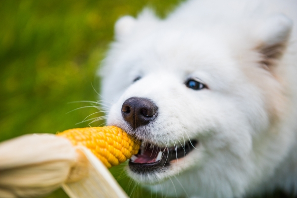 are dogs allergic to corn.