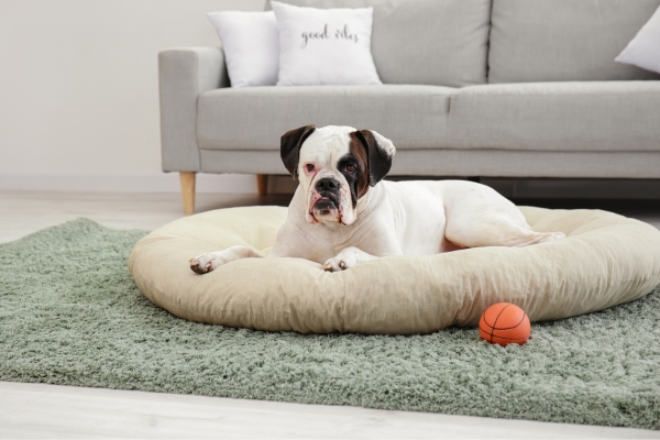 comfy calming dog bed.
