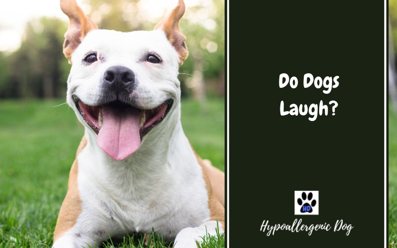 do dogs laugh.