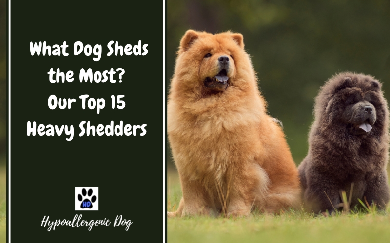 dog breeds that shed the most.