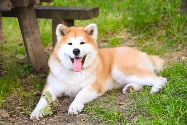 dogs that shed the most akita.