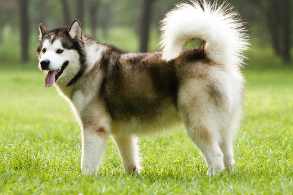 dogs that shed the most alaskan malamute.