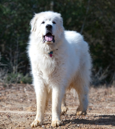 dogs that shed the most great pyrenees.