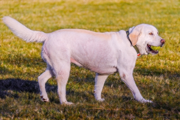 dogs that shed the most labrador retriever.