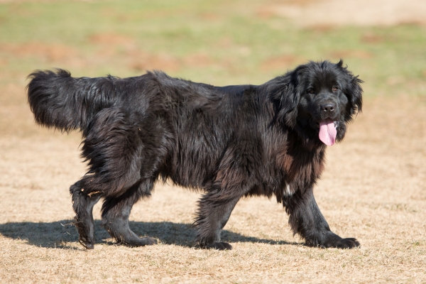 dogs that shed the most newfoundland.