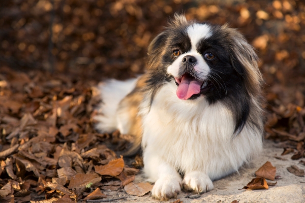 dogs that shed the most pekingese.