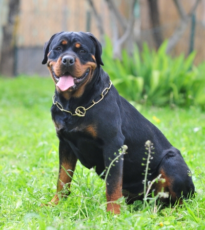 dogs that shed the most rottweiler.