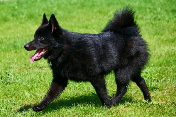 dogs that shed the most schipperke.
