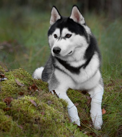 dogs that shed the most siberian husky.