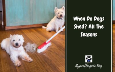 When Do Dogs Shed? All The Seasons
