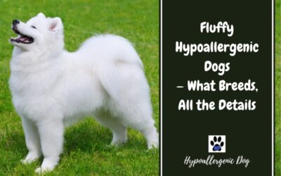 Fluffy Hypoallergenic Dogs — What Breeds, All the Details