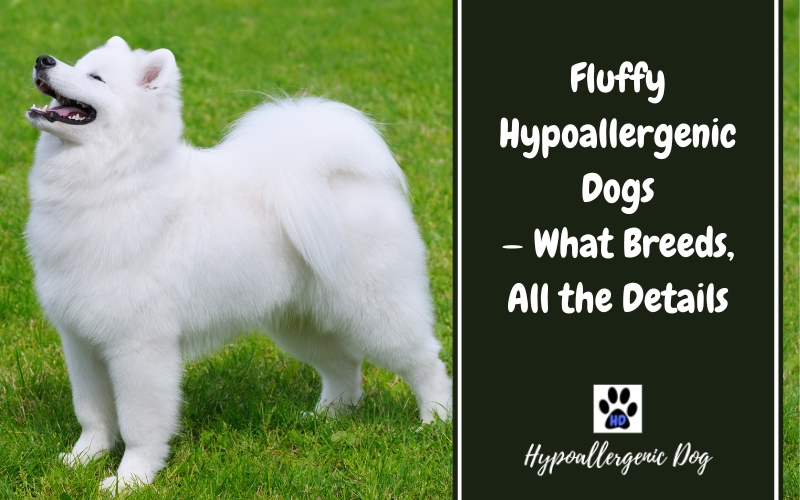 Best fluffy hypoallergenic dogs.