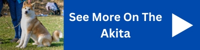 See More On The Akita Dog.