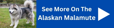 See More On The Alaskan Malamute Dog.