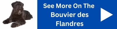 See More On The Bouvier des Flandres Dog.