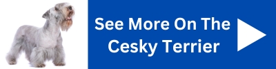 See More On The Cesky Terrier Dog.