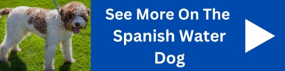 See More On The Spanish Water Dog.