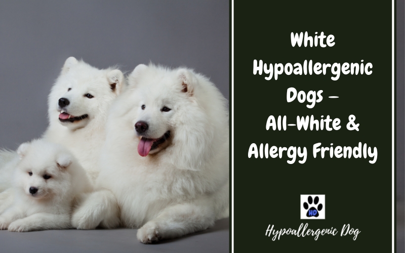 White Hypoallergenic Dogs.