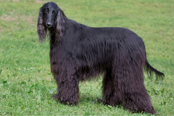 black hypoallergenic dog afghan hound.