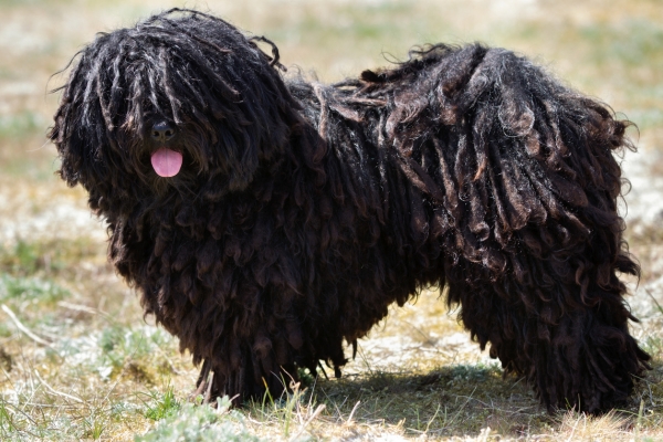 black hypoallergenic dog puli.