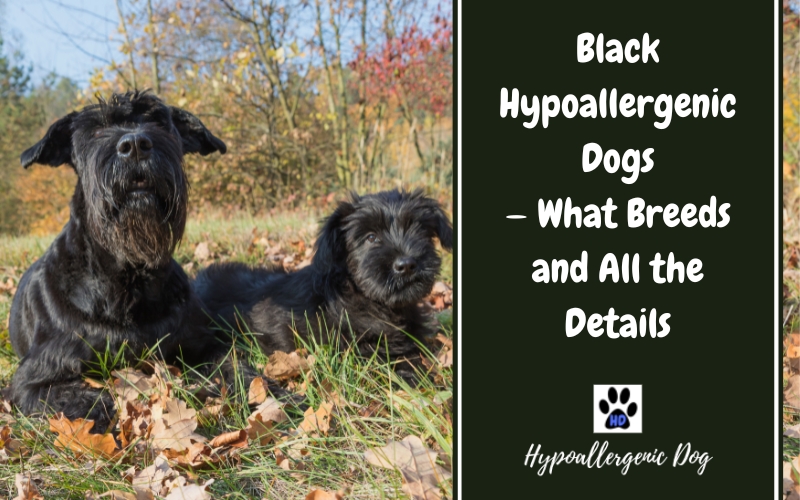 black hypoallergenic dogs.