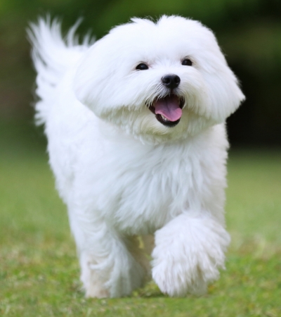fluffy hypoallergenic dog maltese.