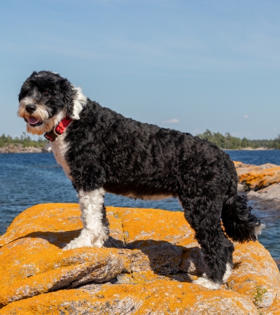 fluffy hypoallergenic dog portuguese water dog.