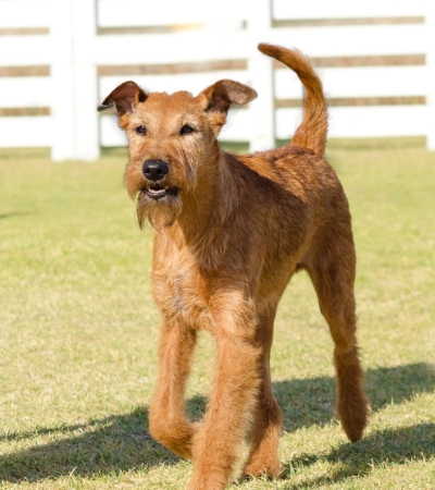 medium hypoallergenic dog irish terrier.