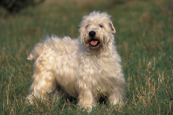 medium hypoallergenic dog soft coated wheaten terrier.