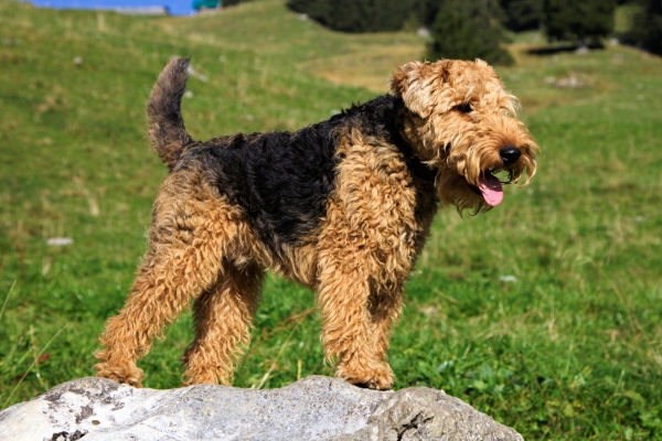 medium hypoallergenic dog welsh terrier.