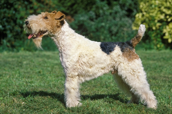 medium hypoallergenic dog wire fox terrier.