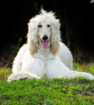 white hypoallergenic dog afghan hound.