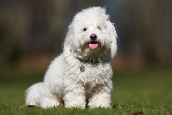 white hypoallergenic dog coton de tulear.
