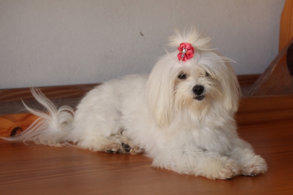 white hypoallergenic dog maltese.